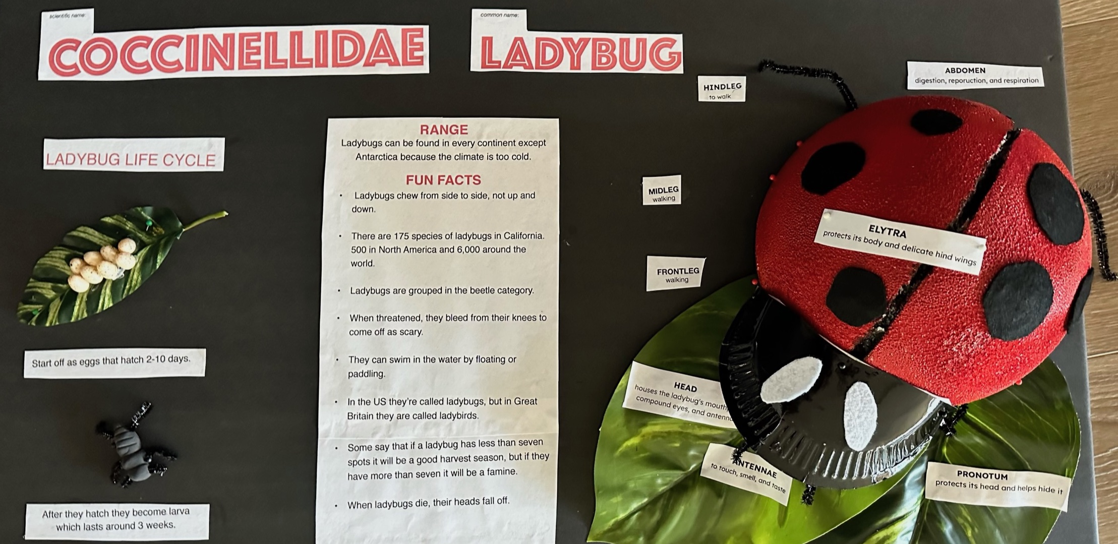 Ladybug science project